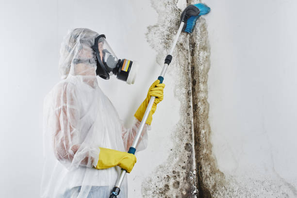 Best Post-Flood Mold Remediation in Juniper Canyon, OR