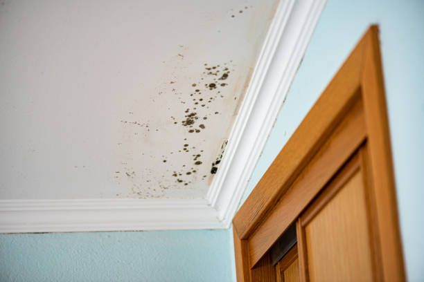 Best Post-Flood Mold Remediation in Juniper Canyon, OR