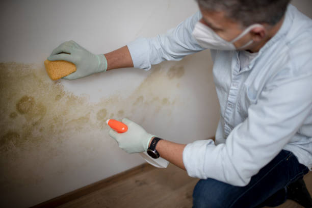 Best Residential Mold Remediation in Juniper Canyon, OR