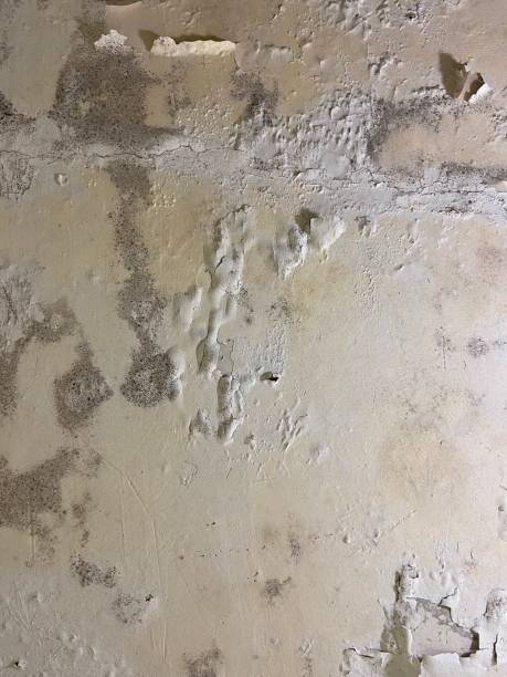 Best Post-Flood Mold Remediation in Juniper Canyon, OR