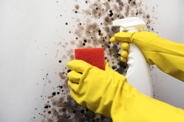 Best Health and Safety Mold Remediation in Juniper Canyon, OR