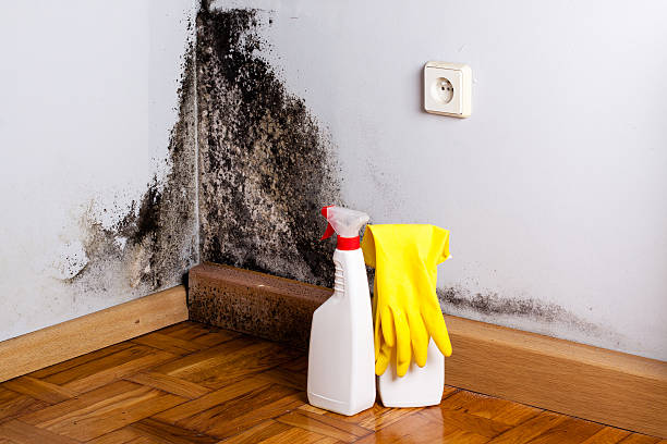 Best Kitchen Mold Remediation in Juniper Canyon, OR