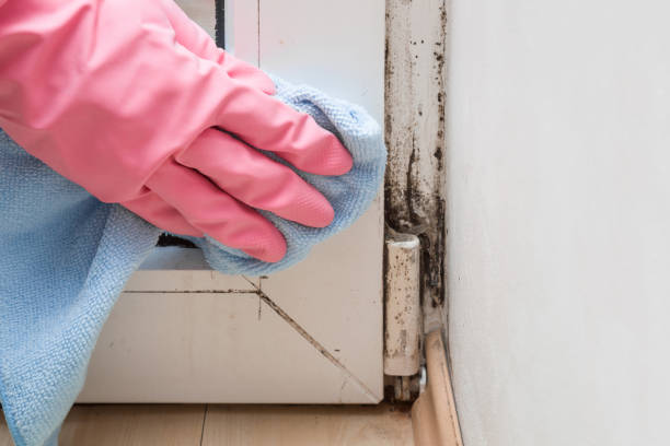 Best Insurance-Related Mold Remediation in Juniper Canyon, OR
