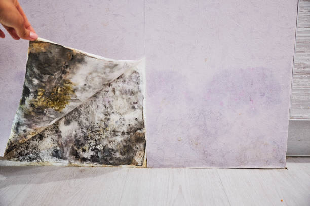 Best Black Mold Remediation in Juniper Canyon, OR